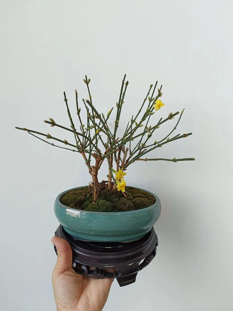 盆栽桃花怎么送才有心意?-第1张图片-吾爱花网 盆栽桃花怎么送才有心意?-第1张图片-吾爱花网