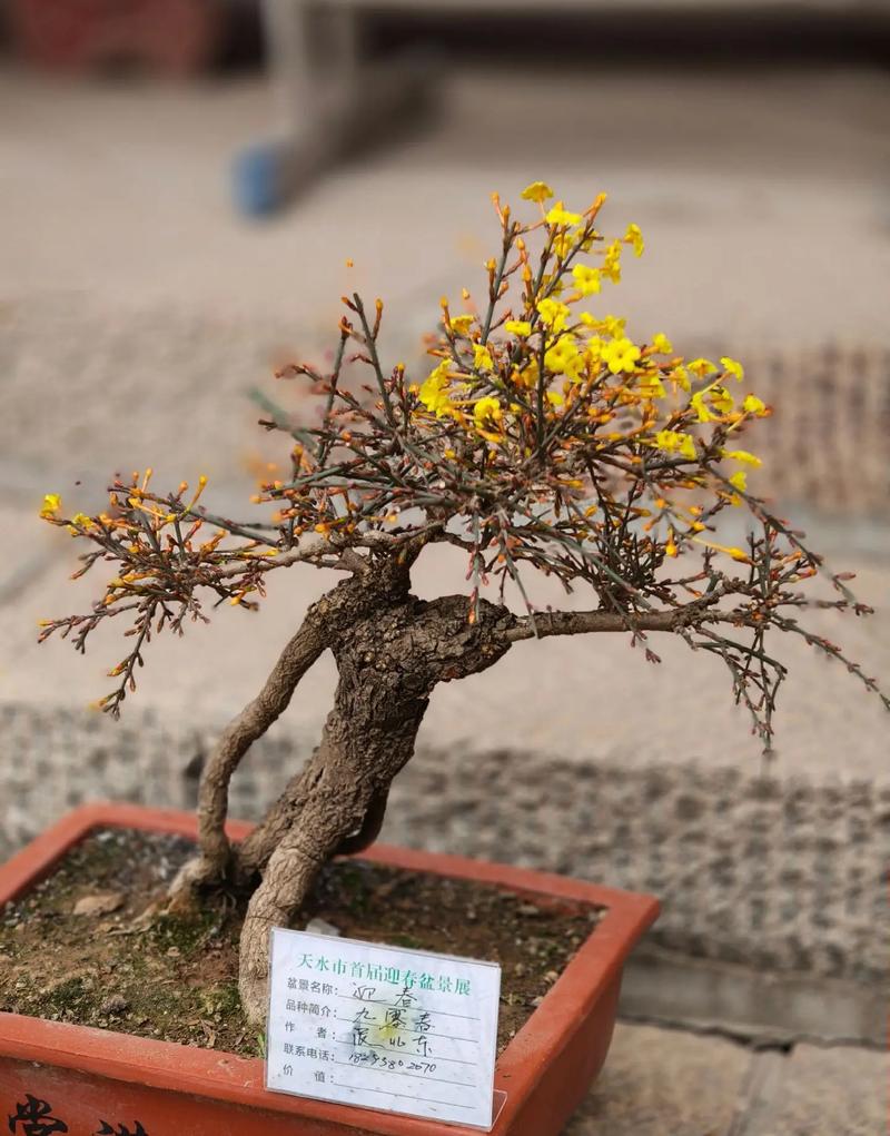 盆栽桃花怎么送才有心意?-第2张图片-吾爱花网 盆栽桃花怎么送才有心意?-第2张图片-吾爱花网