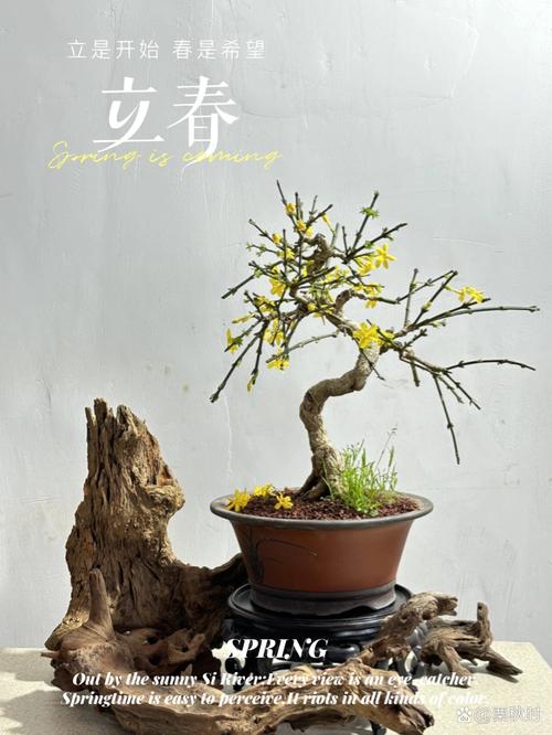 盆栽桃花怎么送才有心意?-第3张图片-吾爱花网 盆栽桃花怎么送才有心意?-第3张图片-吾爱花网