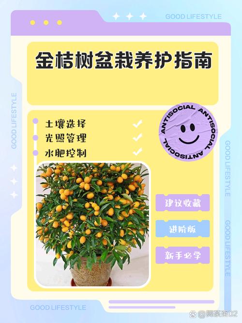 夏天金桔盆栽怎么种才好?-第1张图片-吾爱花网 夏天金桔盆栽怎么种才好?-第1张图片-吾爱花网