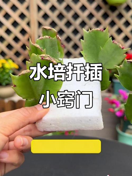 蟹爪兰水培怎么生根快？-第1张图片-吾爱花网