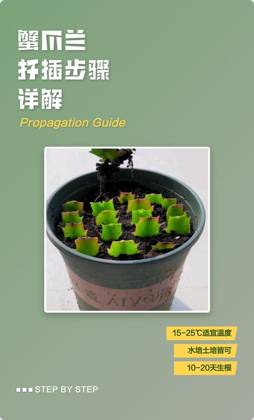 蟹爪兰水培怎么生根快？-第2张图片-吾爱花网