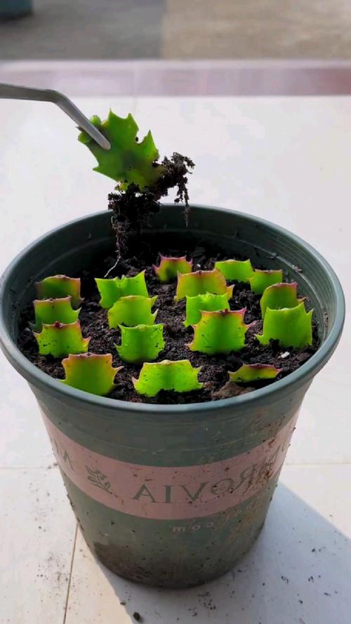 蟹爪兰水培怎么生根快？-第3张图片-吾爱花网