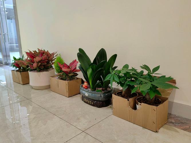 广州适合气候的花盆栽有哪些?-第1张图片-吾爱花网 广州适合气候的花盆栽有哪些?-第1张图片-吾爱花网