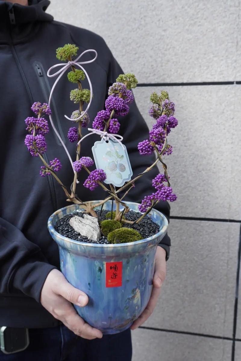 广州适合气候的花盆栽有哪些?-第2张图片-吾爱花网 广州适合气候的花盆栽有哪些?-第2张图片-吾爱花网