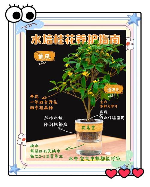 水培植物养护三大秘诀是什么？-第1张图片-吾爱花网