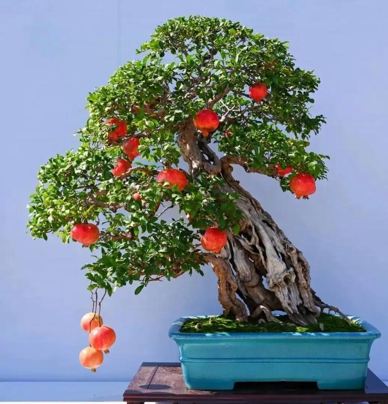 家里适合养石榴盆栽吗？-第1张图片-吾爱花网