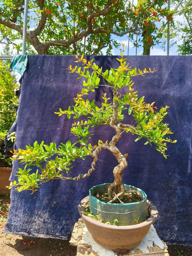 家里适合养石榴盆栽吗？-第2张图片-吾爱花网