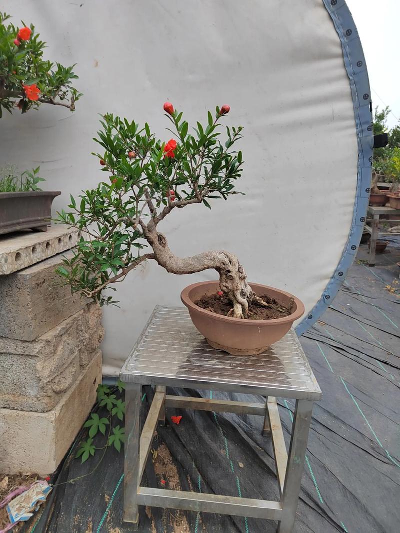 家里适合养石榴盆栽吗？-第3张图片-吾爱花网