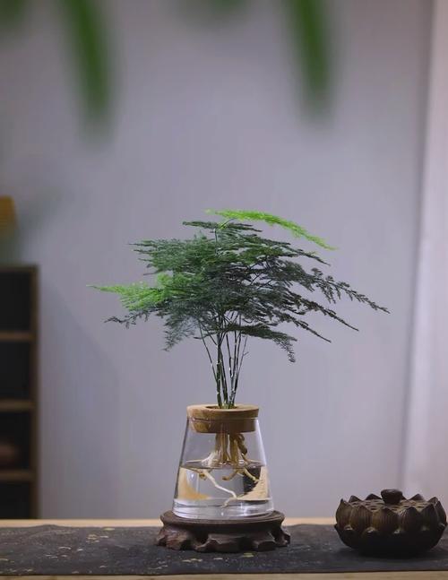 水培文竹多久能生根？-第1张图片-吾爱花网