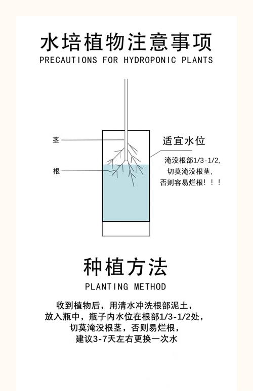 水培文竹多久能生根？-第2张图片-吾爱花网