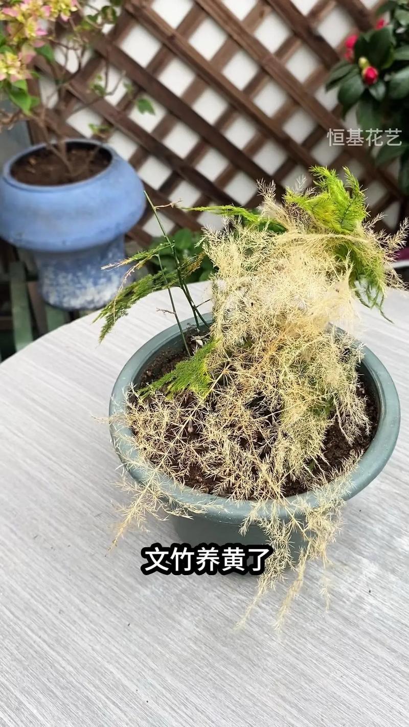 水培文竹多久能生根？-第3张图片-吾爱花网