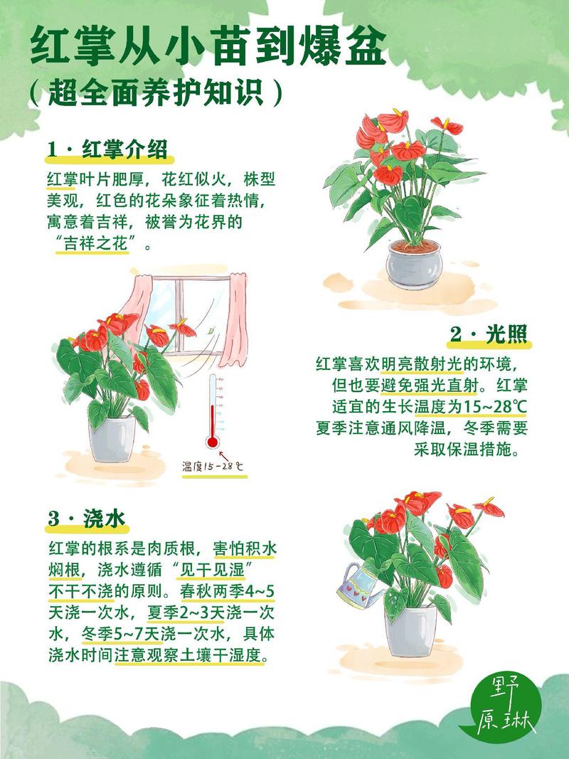 红掌盆栽怎么养才能开花旺？-第3张图片-吾爱花网