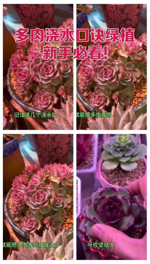 多肉状态不同，浇水咋判断？-第2张图片-吾爱花网