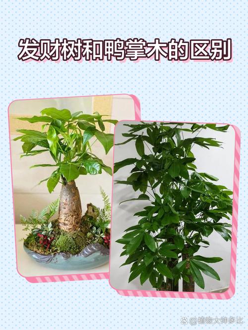 盆景与盆栽究竟有何本质区别？-第2张图片-吾爱花网