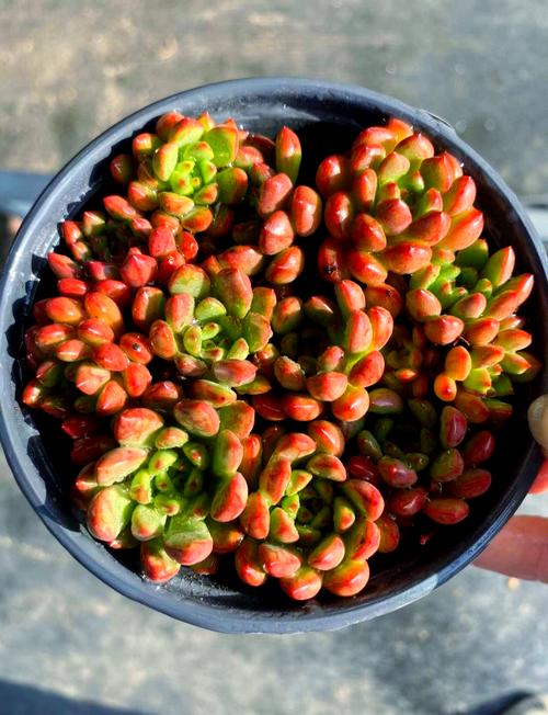 多肉天热怎么浇水？-第1张图片-吾爱花网