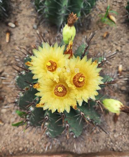 沙漠野生多肉有哪些独特品种？-第3张图片-吾爱花网