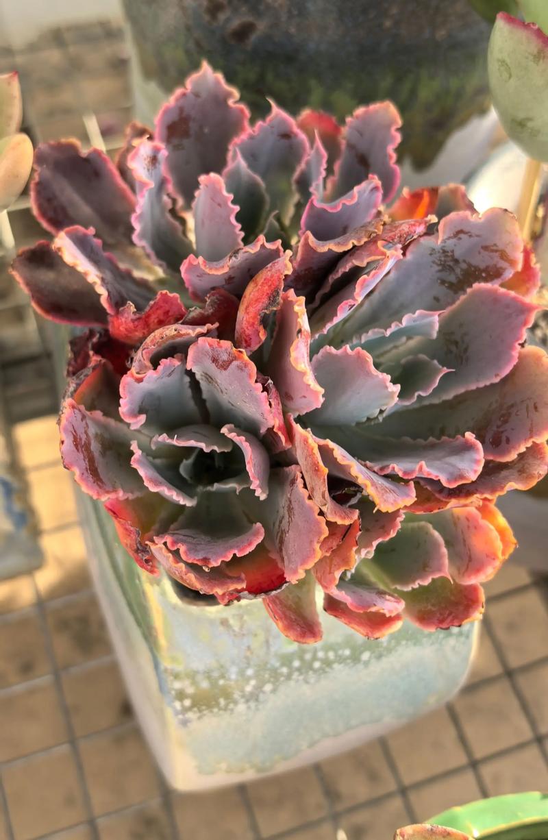 晚霞多肉有哪些品种？-第2张图片-吾爱花网