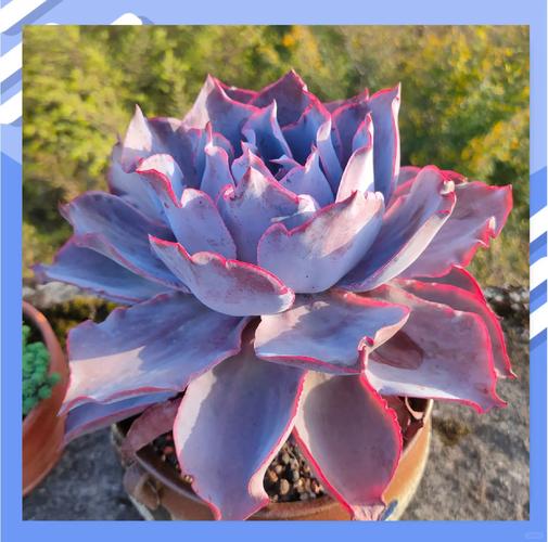 晚霞多肉有哪些品种?-第1张图片-吾爱花网 晚霞多肉有哪些品种?-第1张图片-吾爱花网