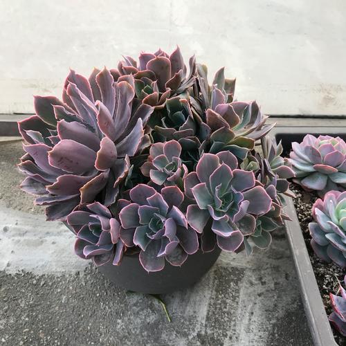 晚霞多肉有哪些品种？-第3张图片-吾爱花网