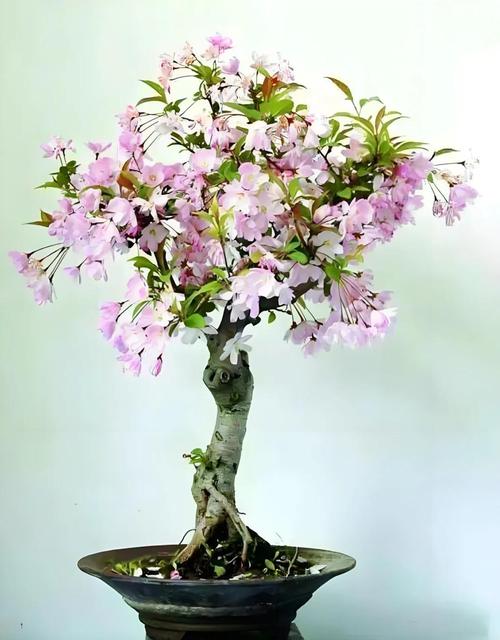 花卉硬叶盆栽海棠图片-第1张图片-吾爱花网