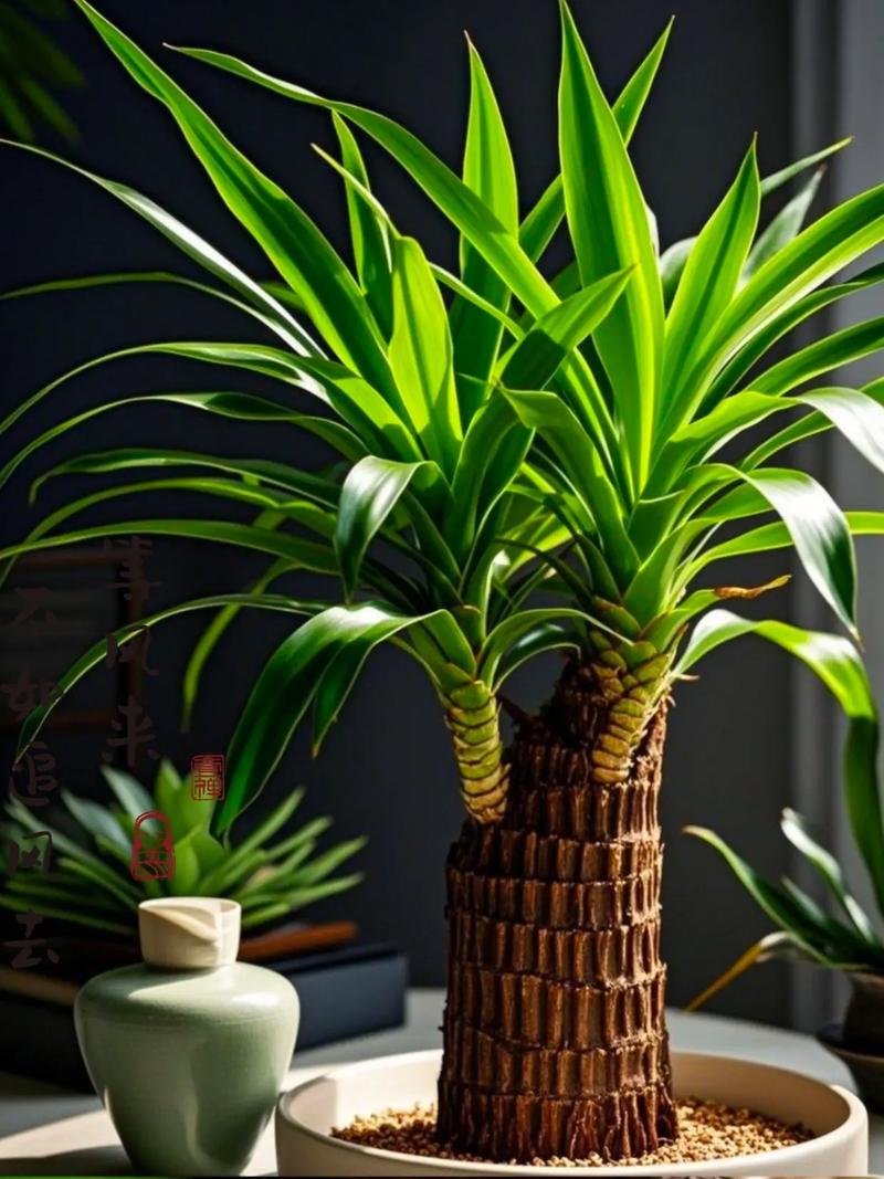 北方水培植物为何难养?-第1张图片-吾爱花网 北方水培植物为何难养?-第1张图片-吾爱花网