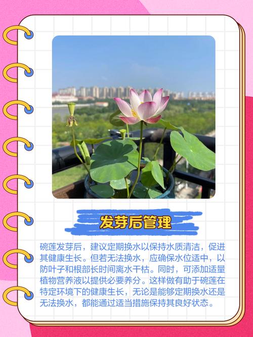 碗莲发芽后怎么种？-第1张图片-吾爱花网