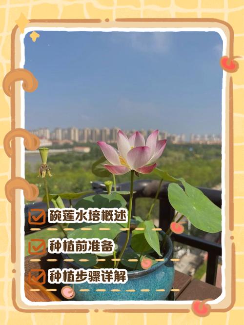 碗莲发芽后怎么种？-第3张图片-吾爱花网