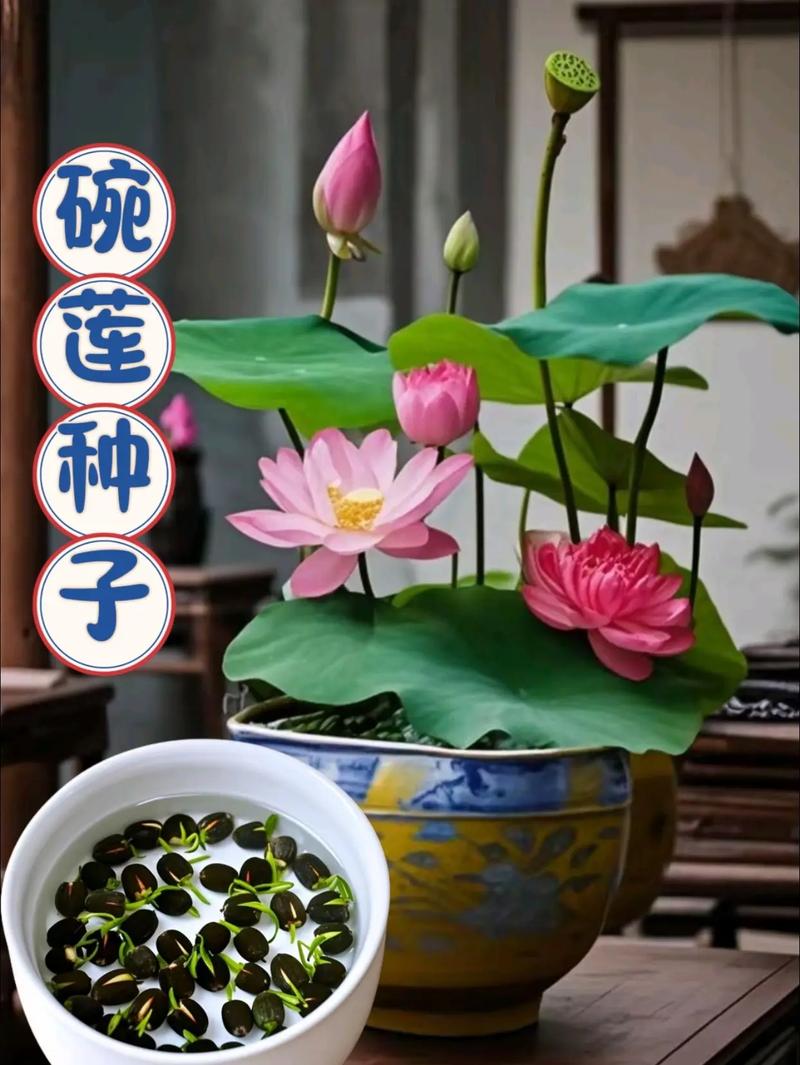 碗莲发芽后怎么种？-第2张图片-吾爱花网