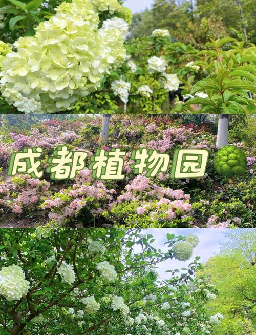 成都绿化盆栽苗木基地在哪里？-第1张图片-吾爱花网