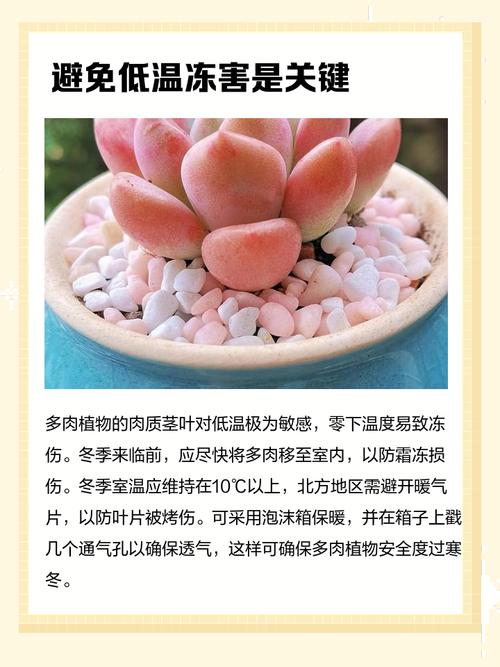 冬天多肉室外如何安全保温？-第1张图片-吾爱花网