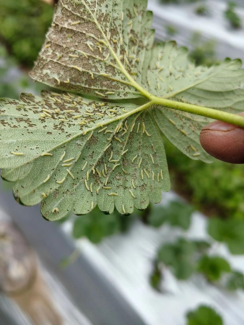 草莓盆栽为何总招虫？-第1张图片-吾爱花网