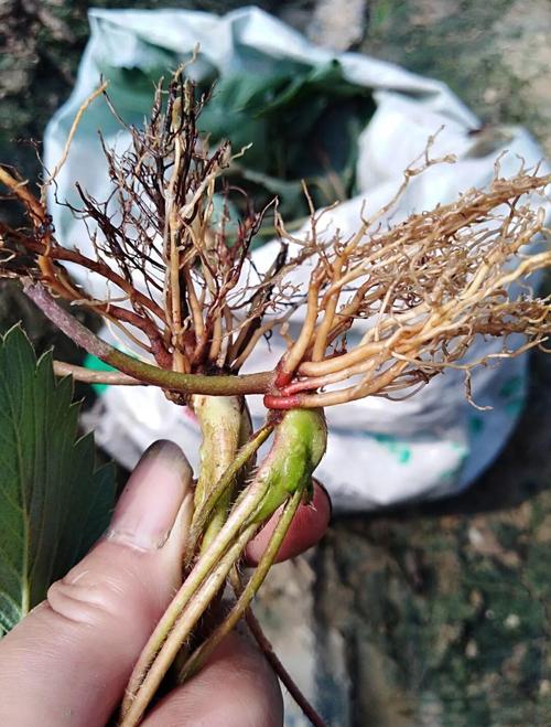 草莓盆栽为何总招虫？-第2张图片-吾爱花网