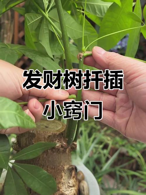 水培扦插发财树，怎么生根快？-第3张图片-吾爱花网