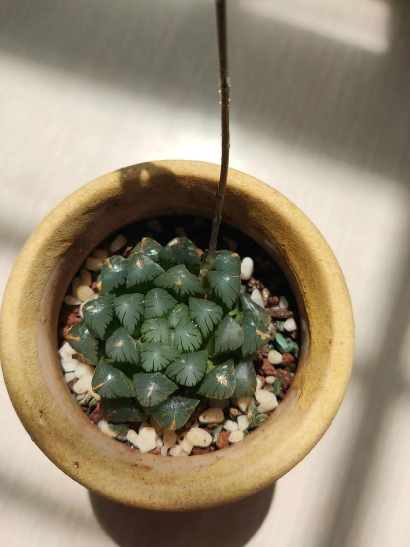 多肉冰灯玉露怎么繁殖-第1张图片-吾爱花网