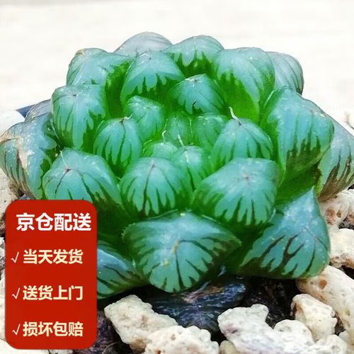 多肉冰灯玉露怎么繁殖-第2张图片-吾爱花网