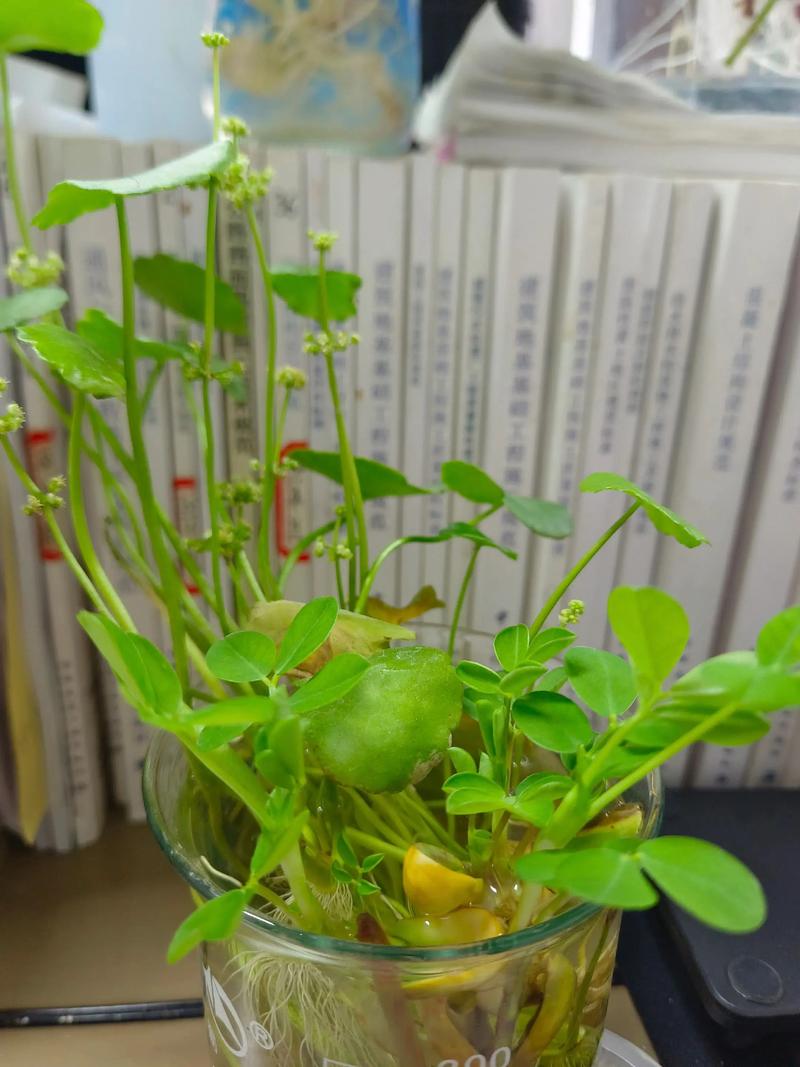 常春藤水培扦插怎么生根快？-第1张图片-吾爱花网