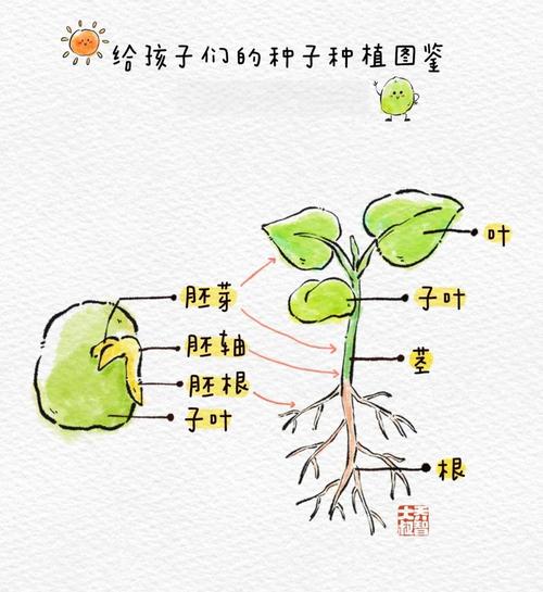 盆栽种子怎么种植方法-第3张图片-吾爱花网 盆栽种子怎么种植方法-第3张图片-吾爱花网