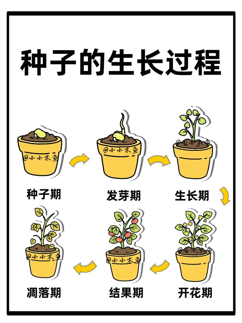 盆栽种子怎么种植方法-第2张图片-吾爱花网 盆栽种子怎么种植方法-第2张图片-吾爱花网