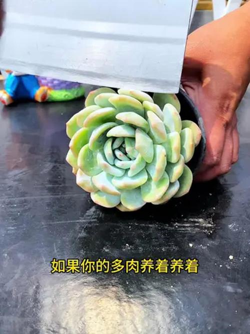 多肉徒长临界温度是多少?-第1张图片-吾爱花网 多肉徒长临界温度是多少?-第1张图片-吾爱花网