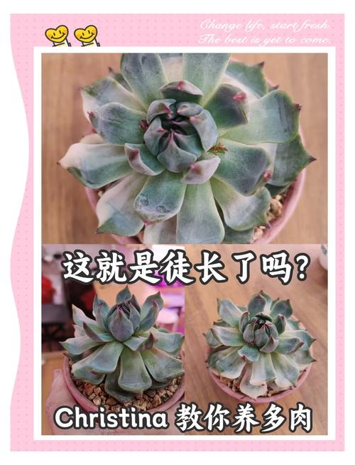 多肉徒长临界温度是多少?-第2张图片-吾爱花网 多肉徒长临界温度是多少?-第2张图片-吾爱花网