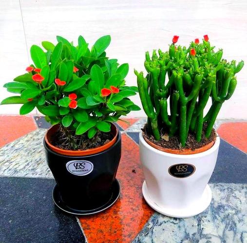 多肉徒长临界温度是多少?-第3张图片-吾爱花网 多肉徒长临界温度是多少?-第3张图片-吾爱花网