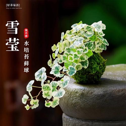 常青藤水培能用泥水吗？-第1张图片-吾爱花网