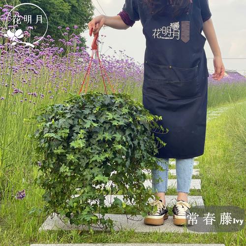 常青藤水培能用泥水吗？-第3张图片-吾爱花网