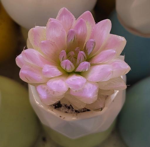 顶级多肉作品如何炼成？-第1张图片-吾爱花网