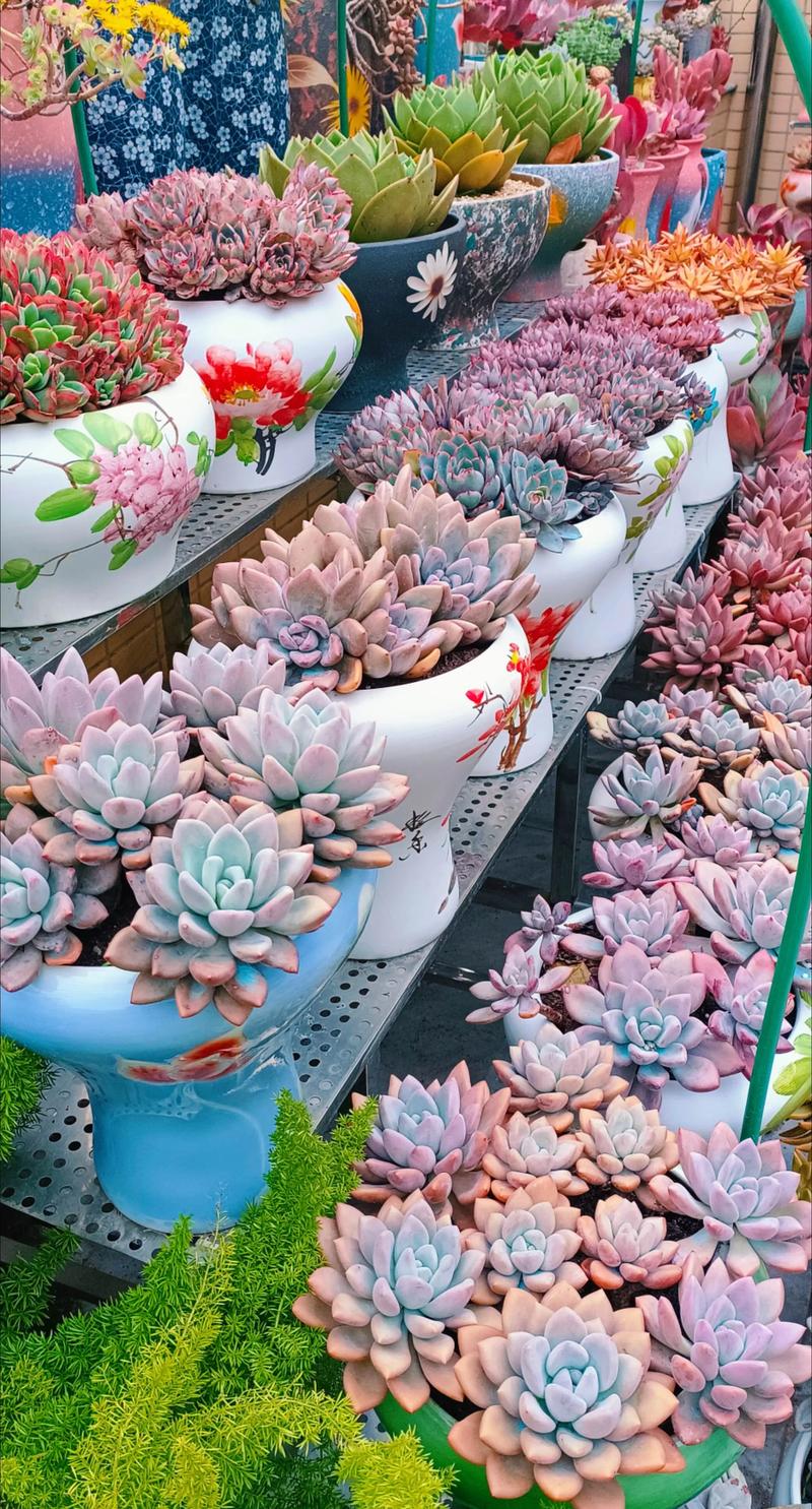 顶级多肉作品如何炼成？-第3张图片-吾爱花网