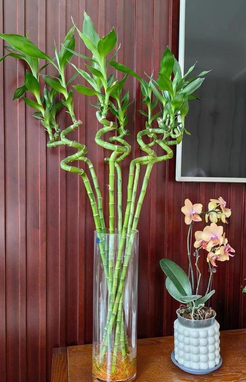 水培开运竹发黄咋解决？-第1张图片-吾爱花网