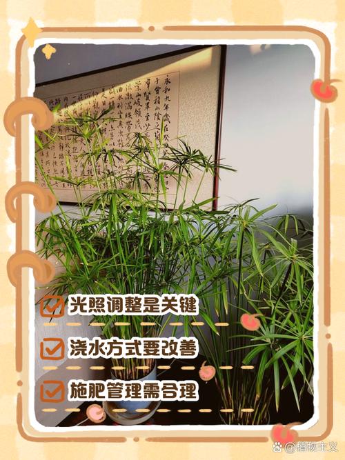 水培开运竹发黄咋解决？-第2张图片-吾爱花网