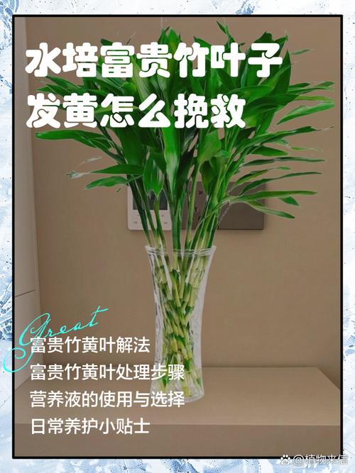 水培开运竹发黄咋解决？-第3张图片-吾爱花网