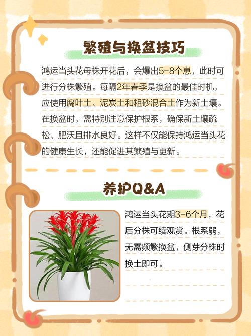 鸿运当头花能水培吗？-第1张图片-吾爱花网